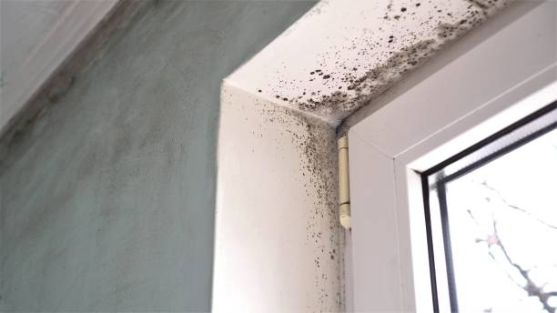 Best Mold Damage Repair  in Lowell, NC