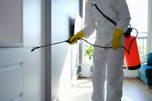 Best Black Mold Removal  in Lowell, NC