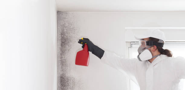  Lowell, NC Mold Removal Pros