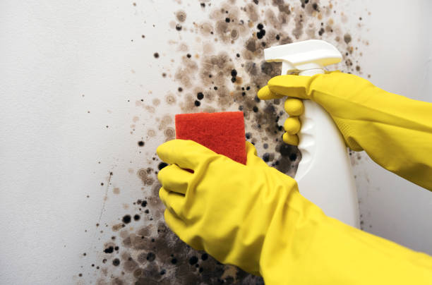 Mold Removal and Inspection in Lowell, NC