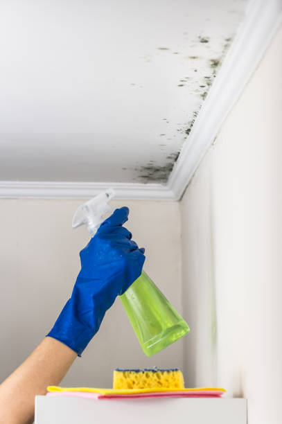Best Fast Mold Removal  in Lowell, NC