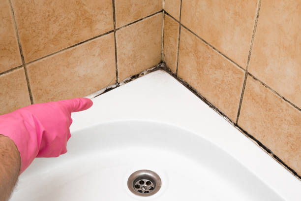 Best Mold Removal and Inspection  in Lowell, NC