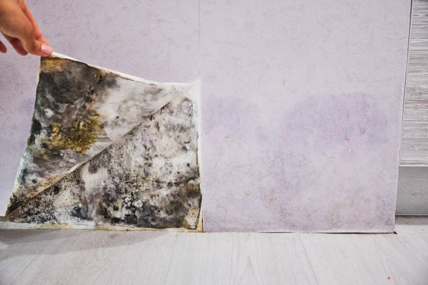 Best Residential Mold Removal  in Lowell, NC
